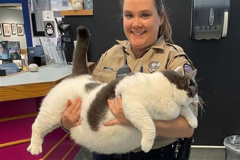 'Largest cat anyone has ever seen' weighing in at almost 20kg finally ...