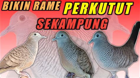 Suara Panggilan Perkutut Lokal Gacor Suara Nya Bikin Rame Perkutut