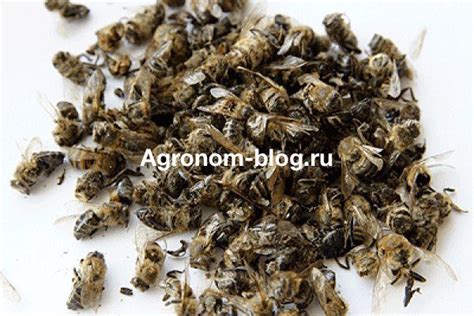Подмор пчелиный: используем целебные свойства по максимуму - Блог агронома