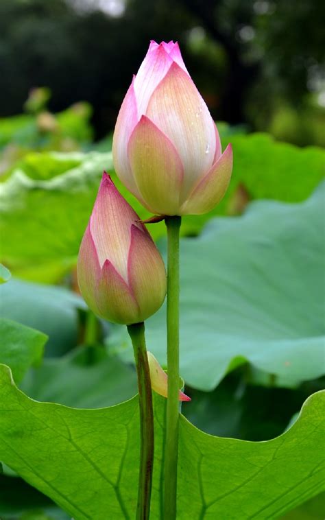 Lotus Flower Images Full Hd Wallpaper Best Flower Site