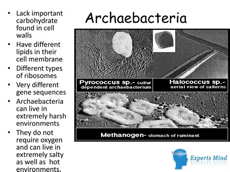 All Prokaryotes Are In The Monera Kingdom Ppt