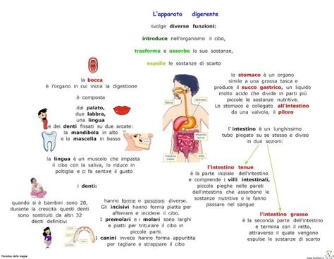 L Apparato Digerente Scienza Scuola Media Lezioni Di Scienze