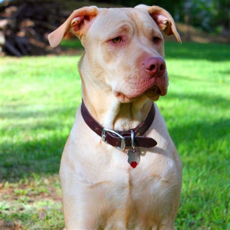 American Pitbull Terrier Breed Guide - Learn about the American Pitbull ...