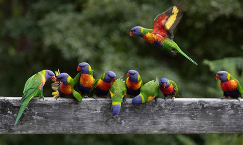 Dead and dying Port Pirie birds and bats exposed to lead at 3,000 times
