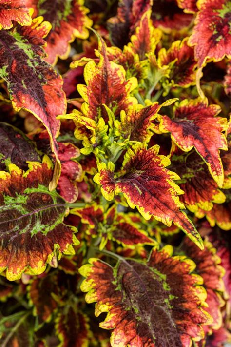 Sun Coleus Colorblaze®️ El Brighto