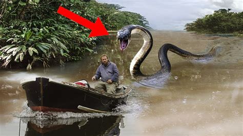 10 Of The Worst Snake Attacks On Humans Youtube