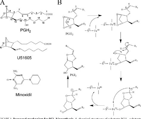 Figure 1 from Structures of Prostacyclin Synthase and Its Complexes ...