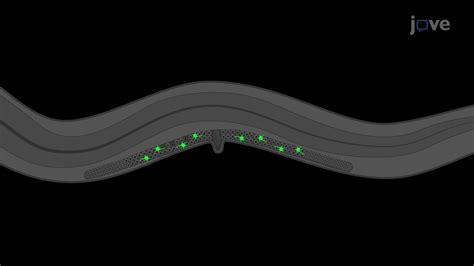 Cell Fate Reprogramming Of Nematode Germ Cells Into Neurons