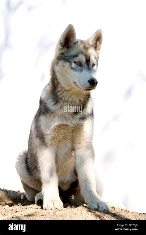 Siberian Husky Canis Lupus F Familiaris Sitting Puppy Stock Photo