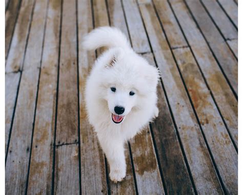 Samoyed Temperament explained: Loyal fluff balls