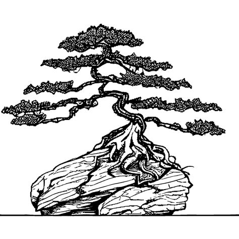 Japanese Maple Bonsai Tree Coloring Page Creative Fabrica