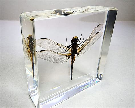 Bugs In Resin Museum Quality Resin Specimens