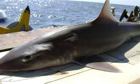 There are sharks in Londons River Thames