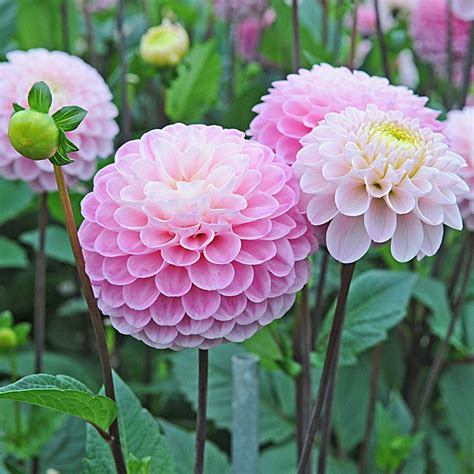 Dahlia 'Wizard of Oz' | White Flower Farm