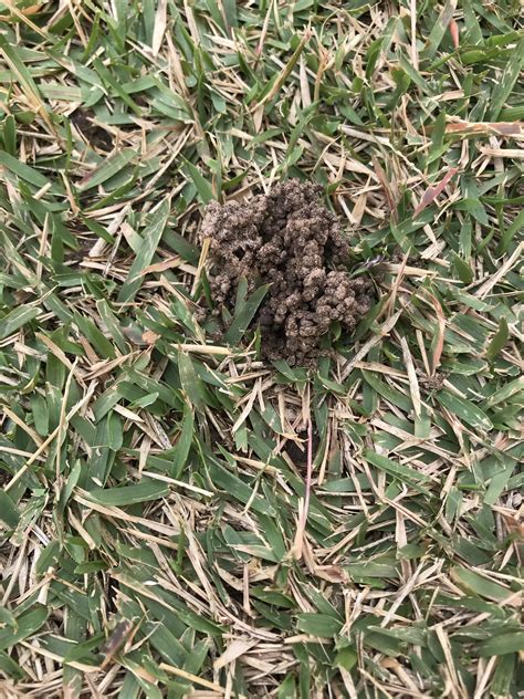 Little Dirt Piles In Yard Identify What's Digging Holes In The Yard