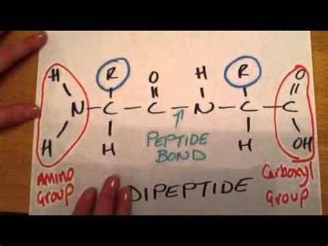 Dipeptides - YouTube