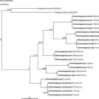 Bayesian Phylogenetic Reconstruction Based On The Partial Coi