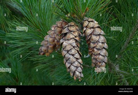 Eastern white pine dry open cones, northern white pine, white pine ...