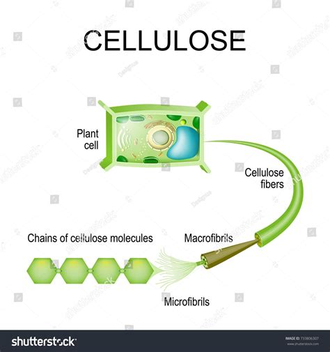 Cellulose In The Plant Cell Structure Of A Cellulose Fibers