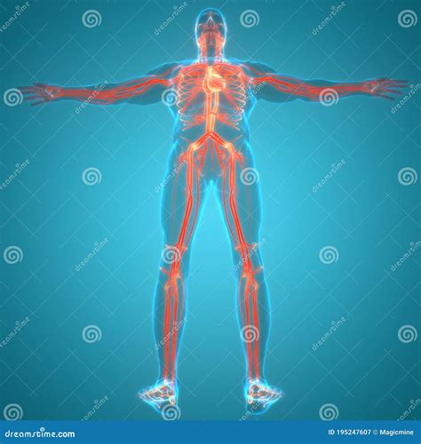 Human Internal Organs Circulatory System Heart Anatomy Stock