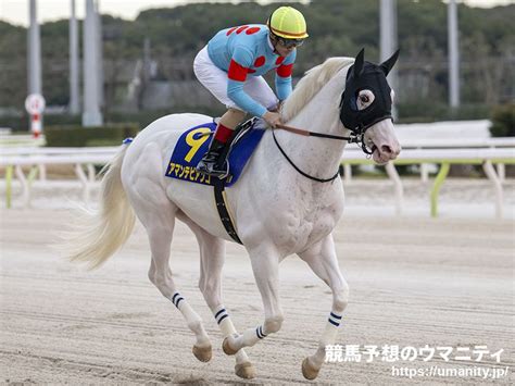 アマンテビアンコ競走馬 写真｜4月24日羽田盃 G1【1着】｜競馬予想のウマニティ