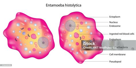 Entamoeba Histolytica Stock Illustration Download Image Now Aggression Amebiasis Amoeba