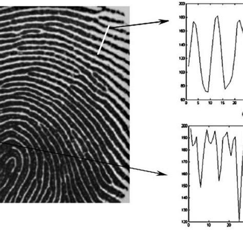common minutiae patterns  scientific diagram
