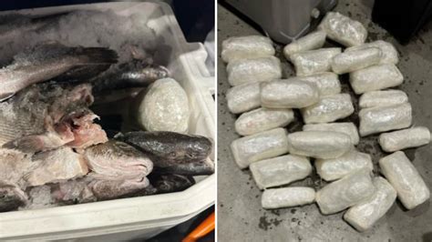 Encuentran Metanfetamina Oculta En Hielera Con Pescado En Garita De