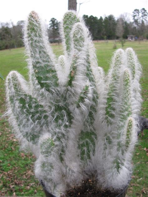 Opuntia Erinacea Ursine Ponytail Snow Hairy Grizzly Bear Live Cactus In