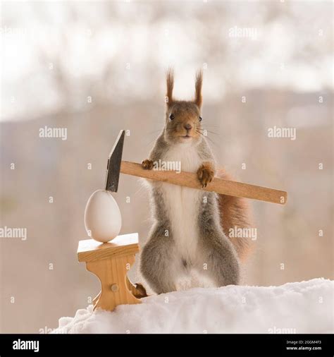 Red Squirrel Is Holding A Hammer For A Egg Stock Photo Alamy