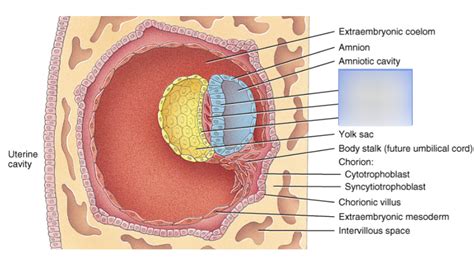 Primary Germ Layers Diagram | Quizlet