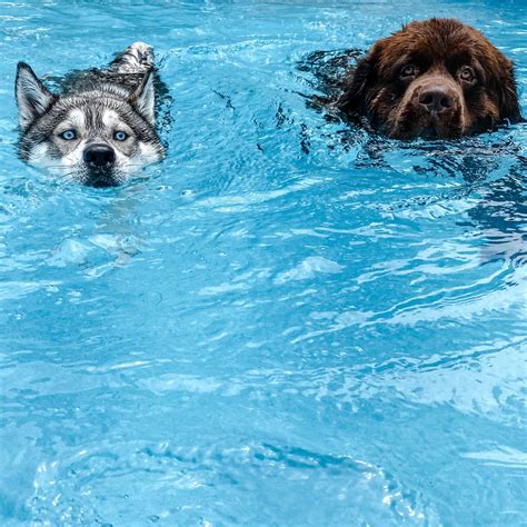 Do Newfoundlands Like Swimming