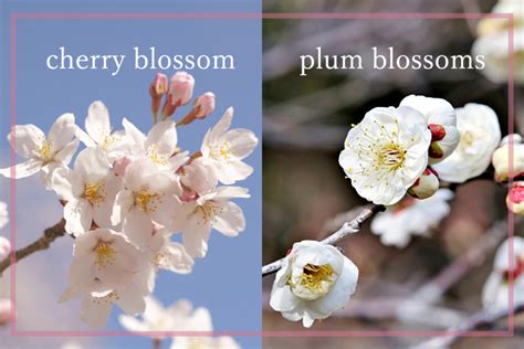 Cherry Blossoms Vs Plum Blossoms What S The Difference