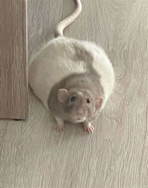 Fat Rat😊 | Funny rats, Pet rats, Cute rats