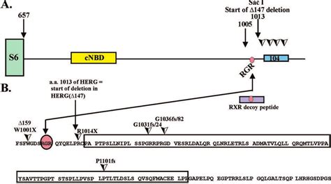 A Schematic Map Of The Herg Intracytoplasmic C Terminus S End Of