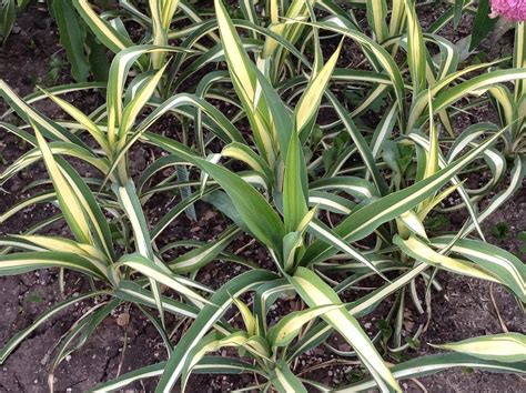 Юкка колор гуард (75 фото) » НА ДАЧЕ ФОТО