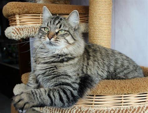 100+ Striped Cat Names - PetTime