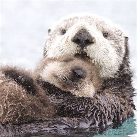 Two Wet Otters Are Swimming In The Water And One Is Holding It S Head