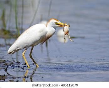 Cattle Egret Images Stock Photos Vectors Shutterstock