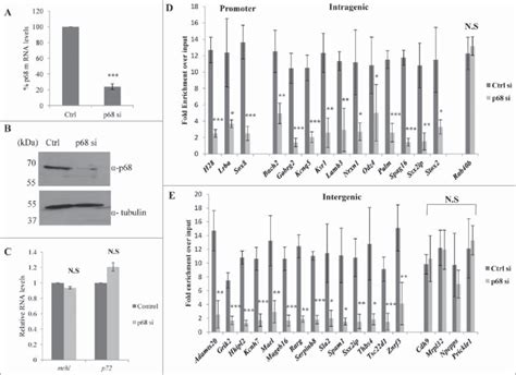 P68 Is Required For The Association Of Mrhl RNA With GRPAM Loci A