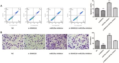 Effects Of Si SNHG16 And MiR135a Inhibitor On Cell Invasion And