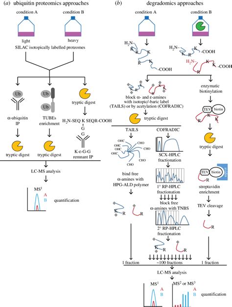 Schematic Overview Of Quantitative Proteomics Methods Discussed In This