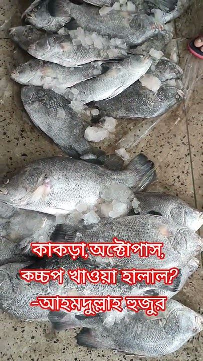 kannkd oktopas kccp khaooza halal naki haram hadith islamic youtube