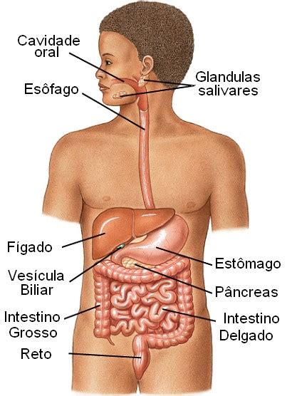 Radiologia VisÃo Da Medicina Aparelho DigestÓrio