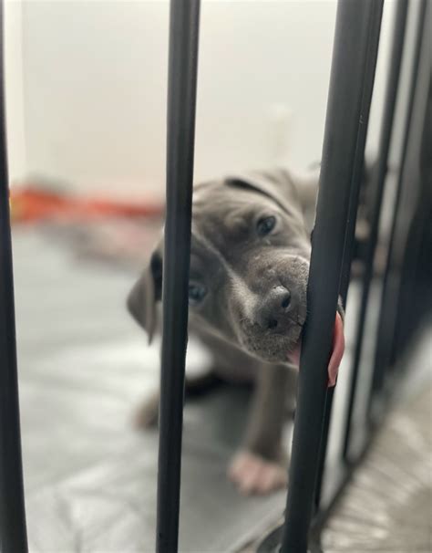 Adoptable Pets at Thursday’s Phillies Wives Save a Pet at the Park