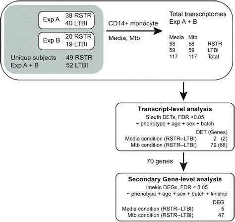 Experimental Outline Of Donor Monocyte Infections Isoform Specific And