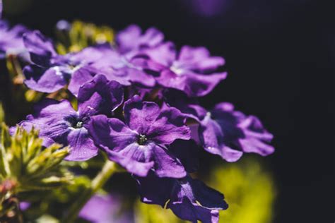 Verbene 이미지 – 찾아보기 430 스톡 사진, 벡터 및 비디오 | Adobe Stock