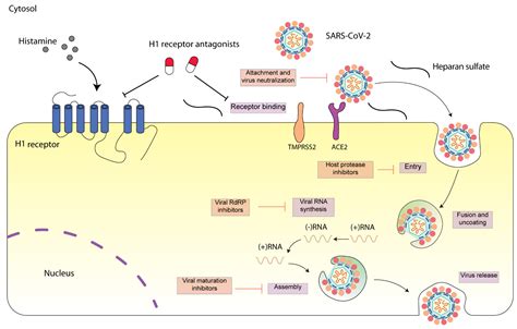 Histamine H1 Receptor Antagonists Encyclopedia MDPI