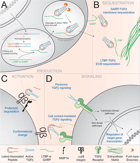 Frontiers New Perspectives On The Regulation Of Germinal Center