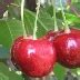 Черешня Мичуринская поздняя: особенности и характеристики сорта ...